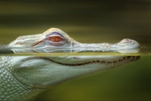 Crocodile eyes